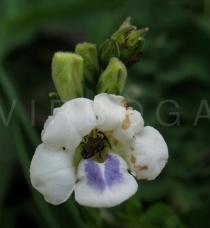 Asystasia gangetica - Flower - Click to enlarge!
