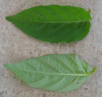 Asystasia gangetica - Upper and lower side of leaf - Click to enlarge!
