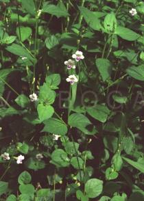 Asystasia intrusa - Flowering plants - Click to enlarge!