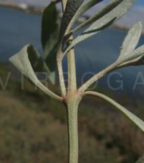 Atriplex portulacoides - Leaf insertion - Click to enlarge!