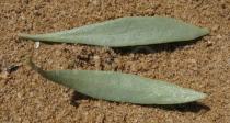 Atriplex portulacoides - Upper and lower surface of leaf - Click to enlarge!