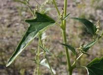 Atriplex sagittata - Leaf - Click to enlarge!