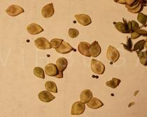 Atriplex sagittata - Fruits and seeds - Click to enlarge!