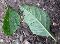 Atropa belladonna - Upper surface of leaf - Click to enlarge!