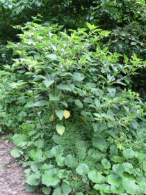 Atropa belladonna - Habit - Click to enlarge!