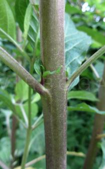 Atropa belladonna - Stem section - Click to enlarge!