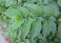 Atropa belladonna - Leaf insertion - Click to enlarge!