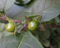Atropa belladonna - Unripe fruits - Click to enlarge!