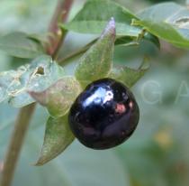 Atropa belladonna - Ripe fruit - Click to enlarge!