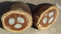 Attalea speciosa - Fruit in cross section - Click to enlarge!