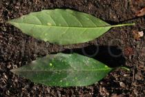 Aucuba japonica - Upper and lower surface of leaf - Click to enlarge!