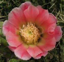 Austrocylindropuntia subulata - Flower - Click to enlarge!