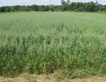 Avena sativa - Field crop - Click to enlarge!