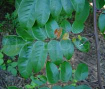 Averrhoa carambola - Leaf insertion - Click to enlarge!