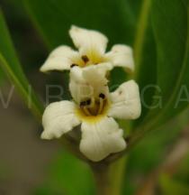 Avicennia germinans - Flower - Click to enlarge!