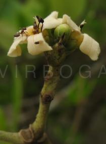 Avicennia germinans - Flower side view - Click to enlarge!