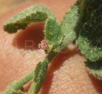 Ayenia erecta - Flower - Click to enlarge!