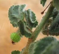 Ayenia erecta - Fruit - Click to enlarge!