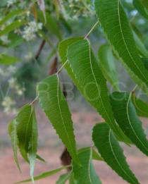 Azadirachta indica - Leaf section - Click to enlarge!