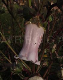 Azorina vidalii - Flower - Click to enlarge!
