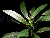 Baliospermum calycinum - Infructescence - Click to enlarge!