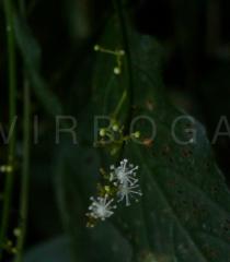 Baliospermum calycinum - Flowers - Click to enlarge!