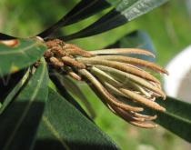 Banksia integrifolia - New leaf flush - Click to enlarge!