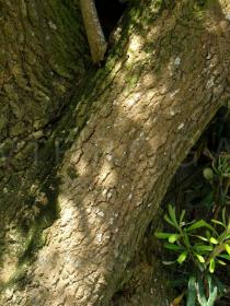 Banksia integrifolia - Bark - Click to enlarge!