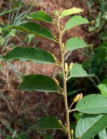 Baphia nitida - Leaf insertion - Click to enlarge!