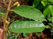 Baphia nitida - Leaves close-up upper side - Click to enlarge!