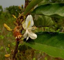 Baphia nitida - Flower - Click to enlarge!