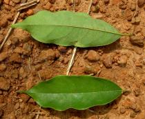 Baphia nitida - Upper and lower side of leaf - Click to enlarge!