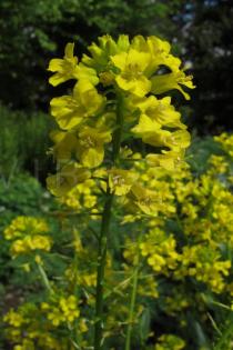 Barbarea vulgaris - Inflorescence - Click to enlarge!
