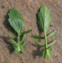 Barbarea vulgaris - Upper and lower surface of leaf - Click to enlarge!