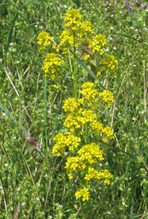 Barbarea vulgaris - Inflorescence - Click to enlarge!
