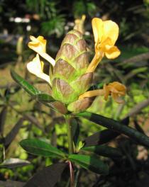 Barleria lupulina - Inflorescence - Click to enlarge!