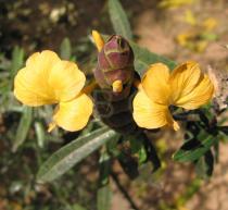 Barleria lupulina - Flowers - Click to enlarge!