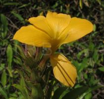 Barleria lupulina - Flower - Click to enlarge!