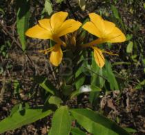 Barleria lupulina - Flowers - Click to enlarge!