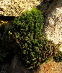 Bartramia pomiformis - Moss mat - Click to enlarge!