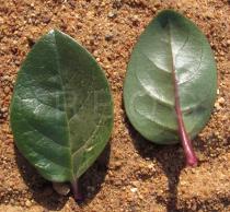 Basella alba - Upper and lower surface of leaf - Click to enlarge!