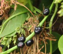 Basella alba - Ripe fruits - Click to enlarge!