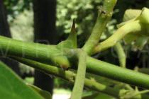 Bauhinia forficata - Thorn-like stipules - Click to enlarge!