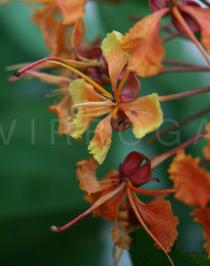 Bauhinia khasiana - Flower - Click to enlarge!
