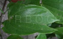 Bauhinia khasiana - Upper surface of leaf blade - Click to enlarge!