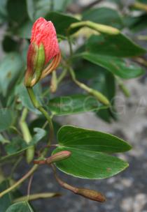 Bauhinia lorantha - Flower buds - Click to enlarge!