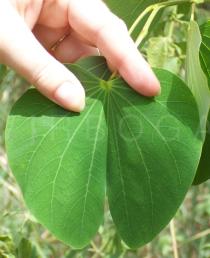 Bauhinia monandra - Leaf - Click to enlarge!
