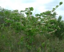 Bauhinia monandra - Habit - Click to enlarge!