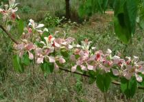 Bauhinia monandra - Flowering branch - Click to enlarge!