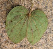 Bauhinia reticulata - Lower surface of leaf - Click to enlarge!